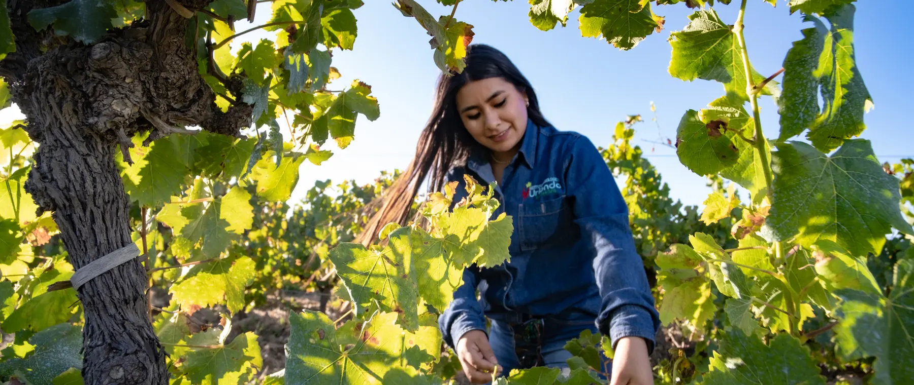 Estudiante de viticultura revisa las hojas de una vid al amanecer